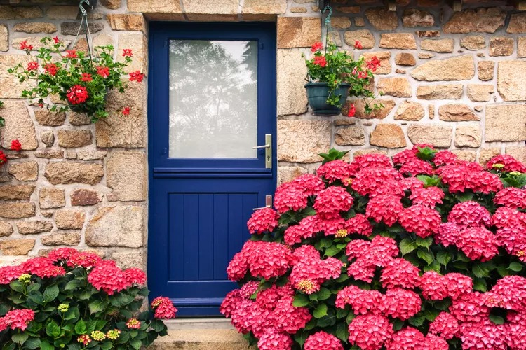 Trồng cây cảnh cô gái ngàn mặt, biển hoa khổng lồ, muôn màu rực rỡ, gia đình thịnh vượng, sung túc-3