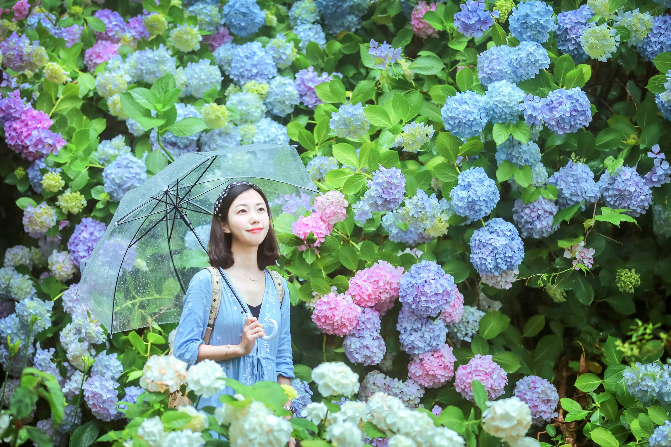 Trồng cây cảnh cô gái ngàn mặt, biển hoa khổng lồ, muôn màu rực rỡ, gia đình thịnh vượng, sung túc-4