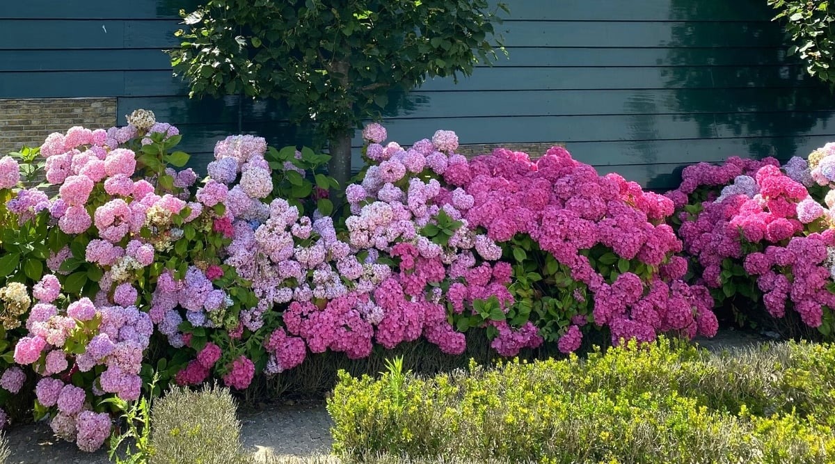 Trồng cây cảnh cô gái ngàn mặt, biển hoa khổng lồ, muôn màu rực rỡ, gia đình thịnh vượng, sung túc-11