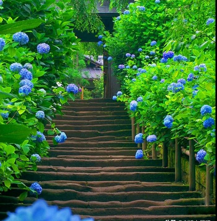 Trồng cây cảnh cô gái ngàn mặt, biển hoa khổng lồ, muôn màu rực rỡ, gia đình thịnh vượng, sung túc-12