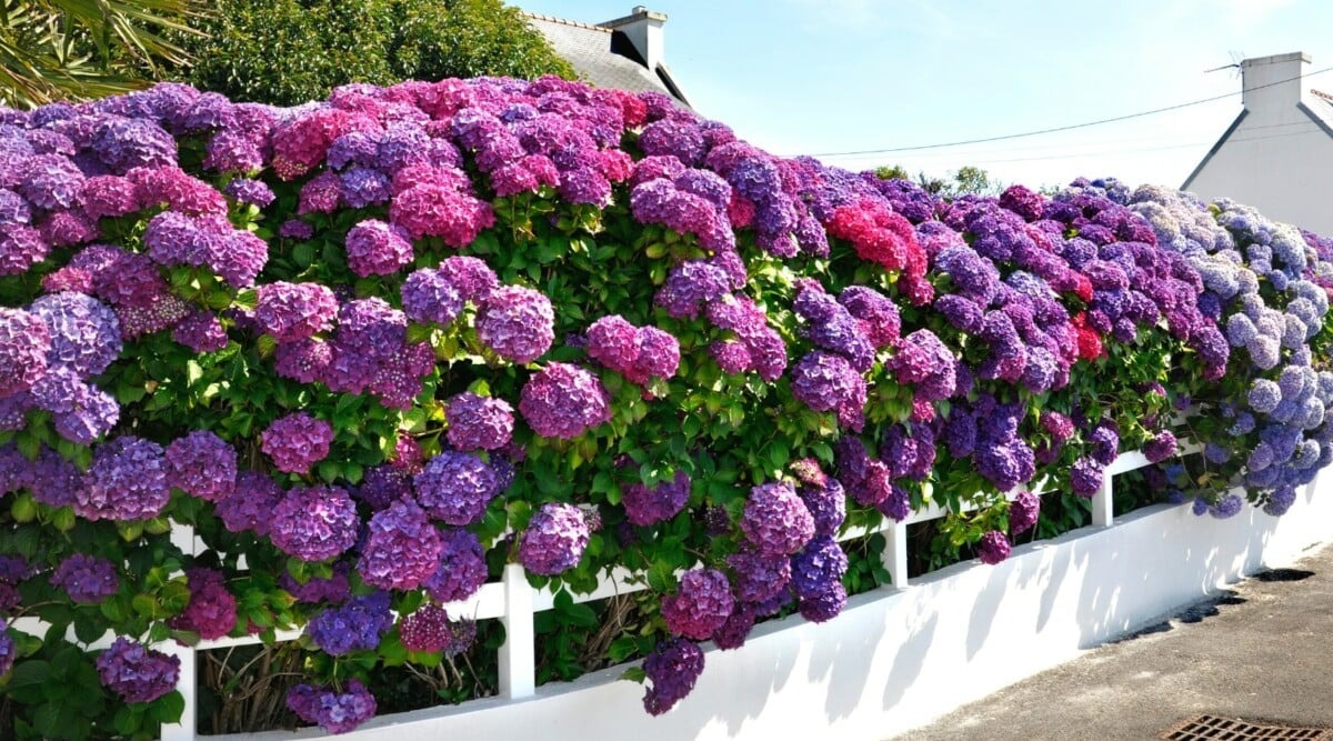 Trồng cây cảnh cô gái ngàn mặt, biển hoa khổng lồ, muôn màu rực rỡ, gia đình thịnh vượng, sung túc-15