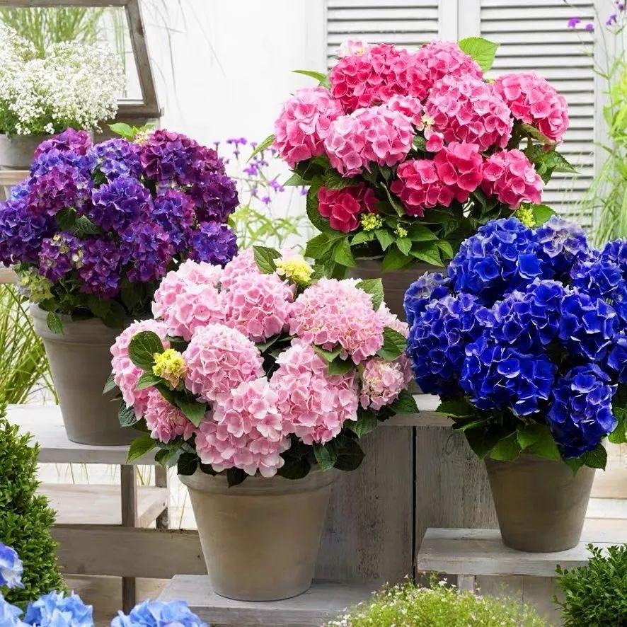 Trồng cây cảnh cô gái ngàn mặt, biển hoa khổng lồ, muôn màu rực rỡ, gia đình thịnh vượng, sung túc-16