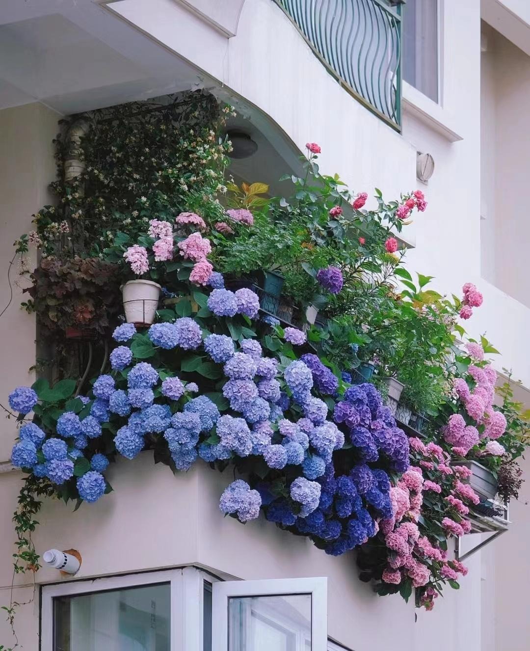 Trồng cây cảnh cô gái ngàn mặt, biển hoa khổng lồ, muôn màu rực rỡ, gia đình thịnh vượng, sung túc-17