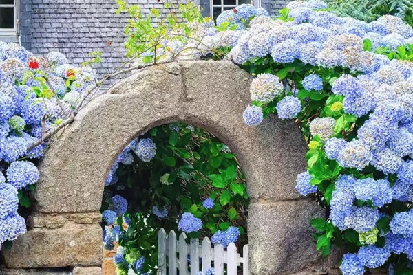 Báu vật trồng cây cảnh là thứ bột dễ dàng tìm thấy trong bếp, thật hối hận không biết sớm-8