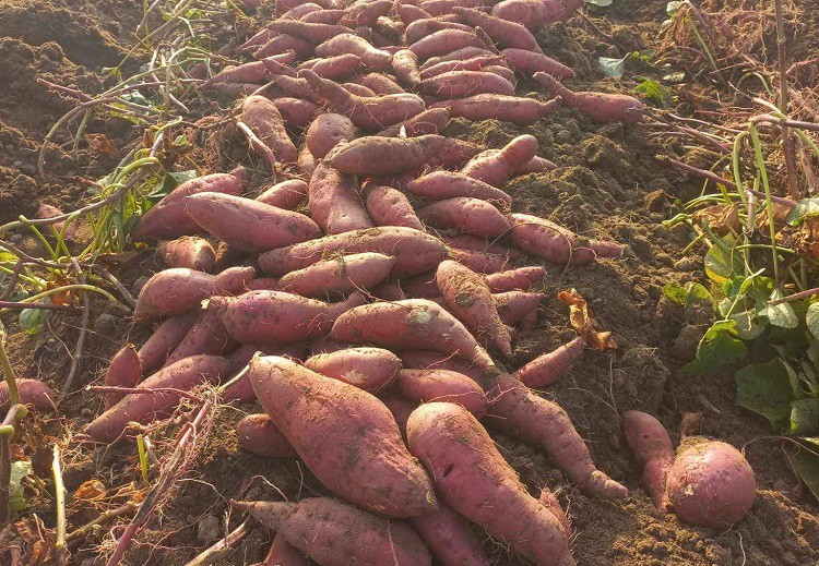 Khoai lang rớt giá chỉ còn từ 3.500 đồng/kg, chị em rủ nhau mua về chế biến đủ món-2