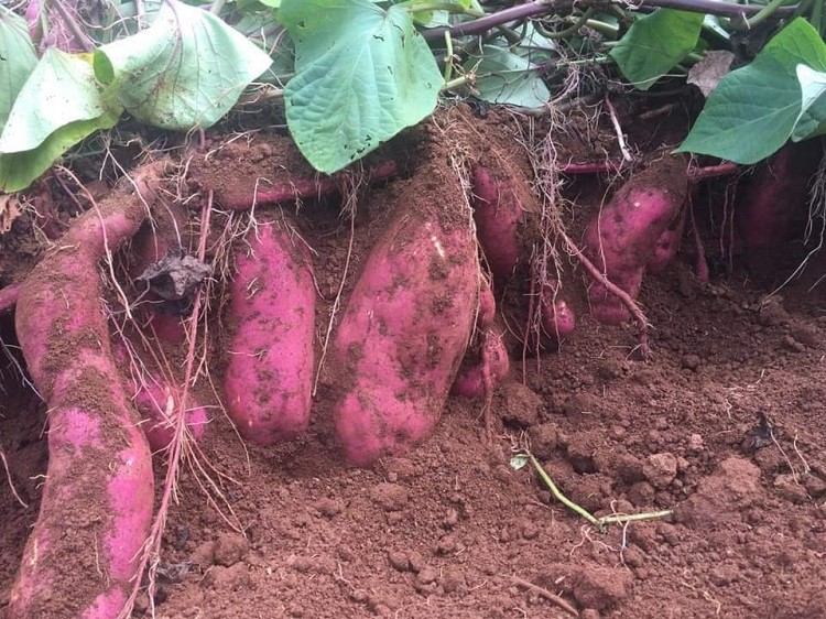 Khoai lang rớt giá chỉ còn từ 3.500 đồng/kg, chị em rủ nhau mua về chế biến đủ món-3