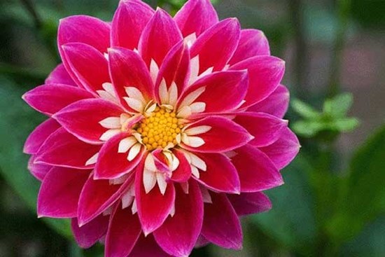 Khéo ăn khéo nói: 3 con giáp kinh doanh có lộc, danh lợi song toàn trong 2 tuần tới