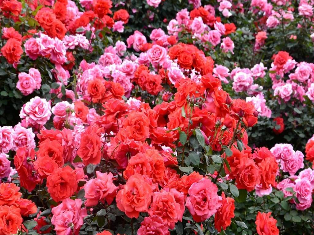 Báu vật trồng cây cảnh là thứ bột dễ dàng tìm thấy trong bếp, thật hối hận không biết sớm-5