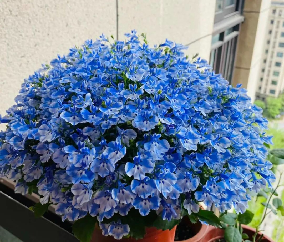 Báu vật trồng cây cảnh là thứ bột dễ dàng tìm thấy trong bếp, thật hối hận không biết sớm-6