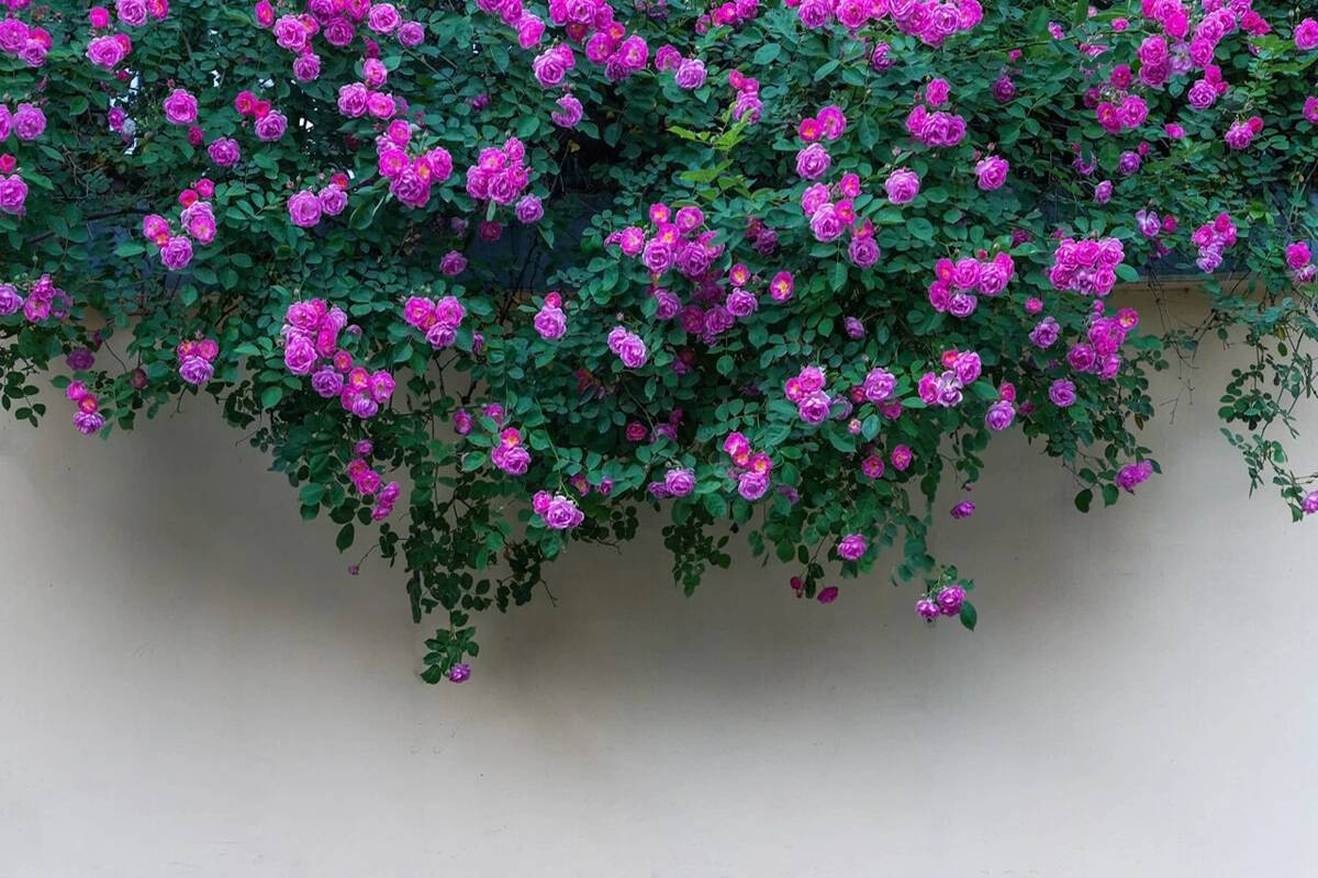 Báu vật trồng cây cảnh là thứ bột dễ dàng tìm thấy trong bếp, thật hối hận không biết sớm-4