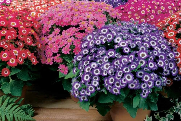 Cây cảnh tài lộc, vàng treo đầy cành, trồng trong sân, gia đình thịnh vượng, tiền tiêu không hết-15