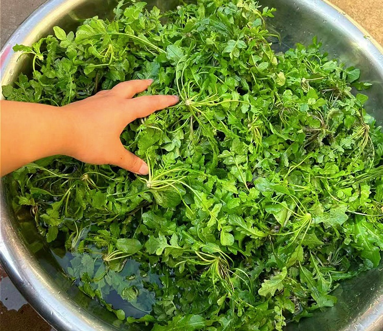 Tháng 3 Âm lịch, ăn loại rau dại này giúp cải thiện thị lực, tăng cường cơ bắp, làm sủi cảo cực ngon-3