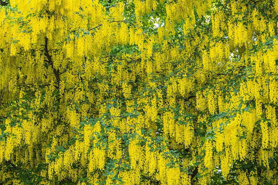 Cây cảnh tài lộc, vàng treo đầy cành, trồng trong sân, gia đình thịnh vượng, tiền tiêu không hết-1