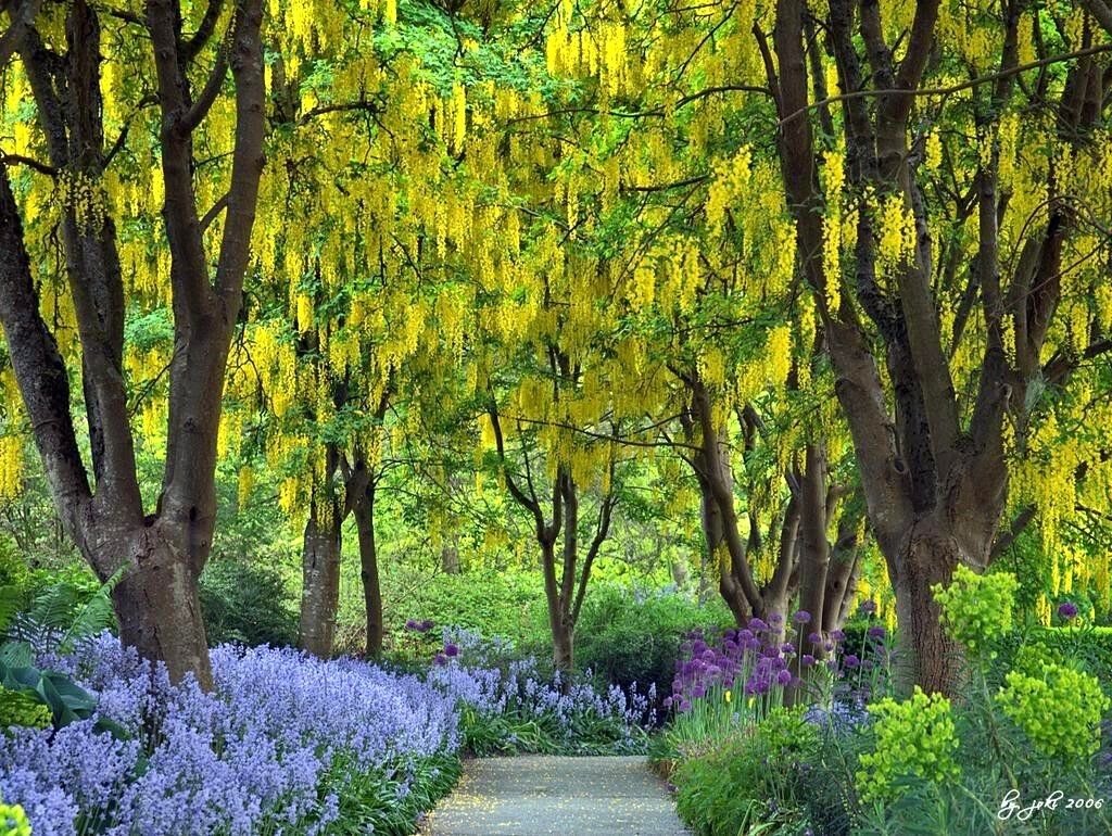 Cây cảnh tài lộc, vàng treo đầy cành, trồng trong sân, gia đình thịnh vượng, tiền tiêu không hết-10