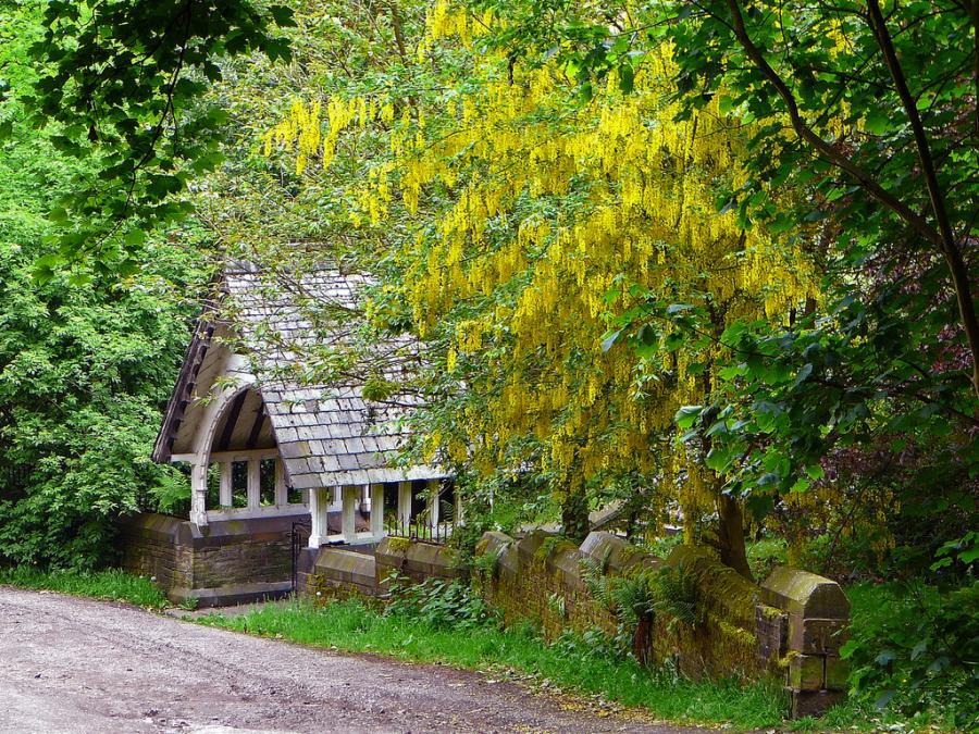 Cây cảnh tài lộc, vàng treo đầy cành, trồng trong sân, gia đình thịnh vượng, tiền tiêu không hết-11