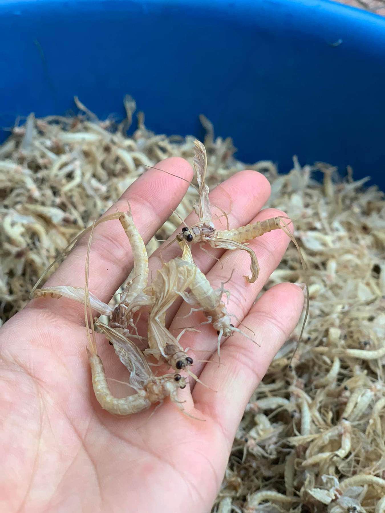 Đua nhau tìm mua loài vật chỉ sống vài giờ, giá bán đến 200.000 đồng/kg vẫn cháy” hàng-1