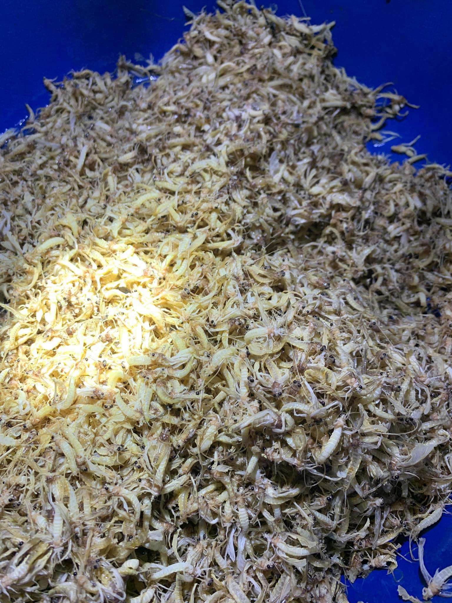 Đua nhau tìm mua loài vật chỉ sống vài giờ, giá bán đến 200.000 đồng/kg vẫn cháy” hàng-2