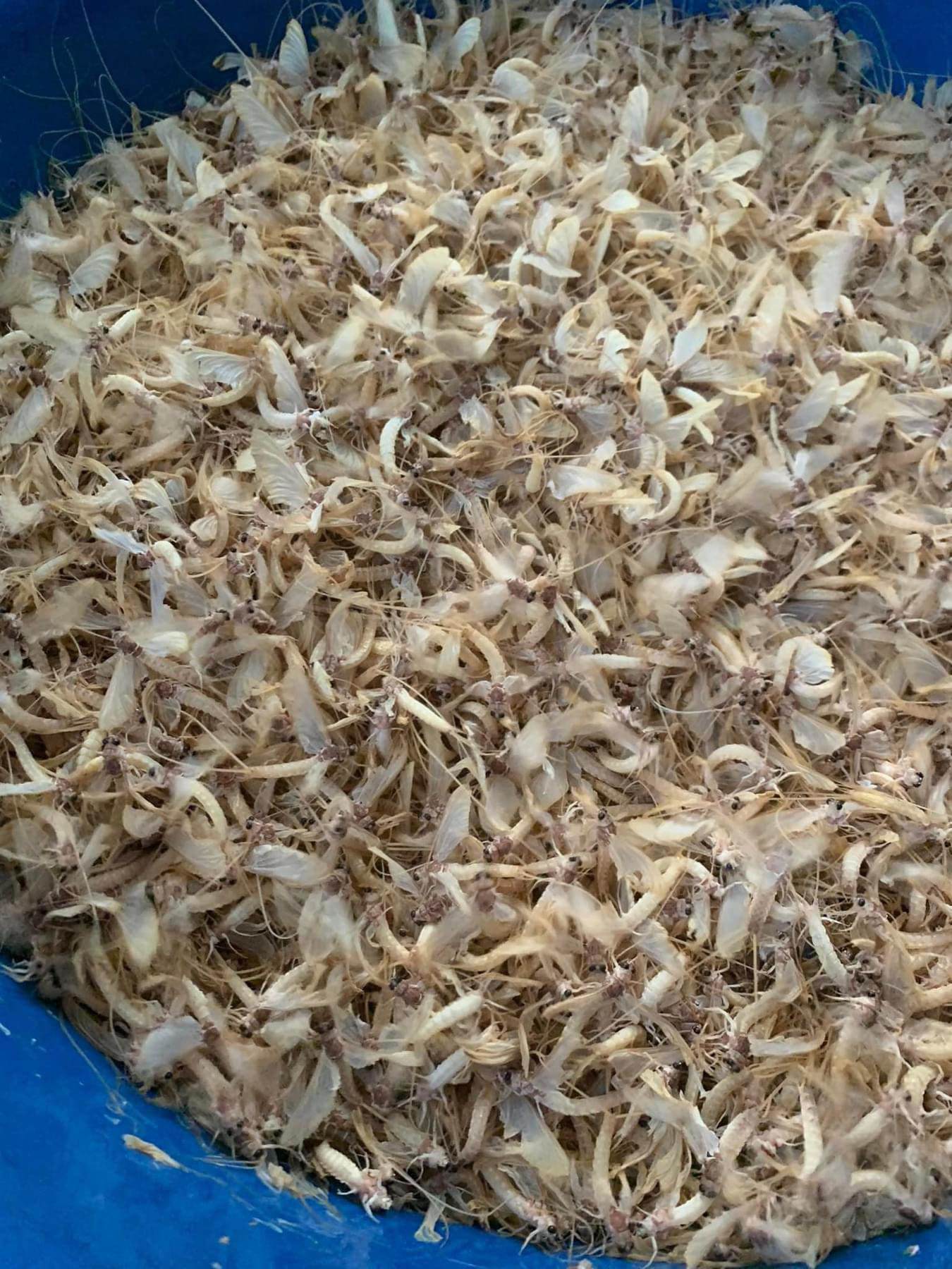 Đua nhau tìm mua loài vật chỉ sống vài giờ, giá bán đến 200.000 đồng/kg vẫn cháy” hàng-3