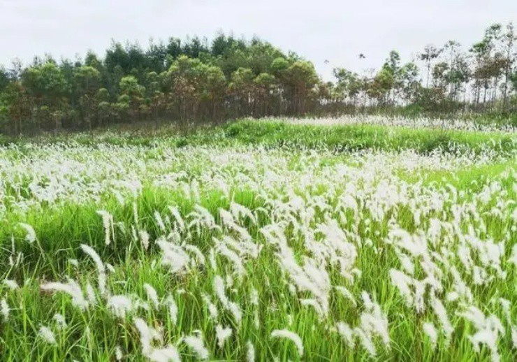 Thứ cỏ diệt mãi không hết, lấy rễ đem bán ai ngờ hốt bộn tiền-1