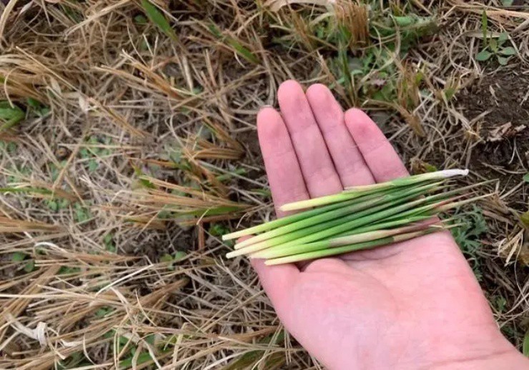 Thứ cỏ diệt mãi không hết, lấy rễ đem bán ai ngờ hốt bộn tiền-4