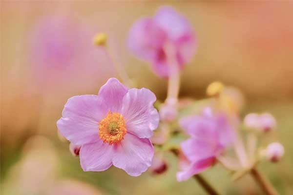 Tháng 3 Âm lịch vượng tài, 3 con giáp vận số lên hương, làm đâu thắng đó, cứ nỗ lực ắt thành công-1