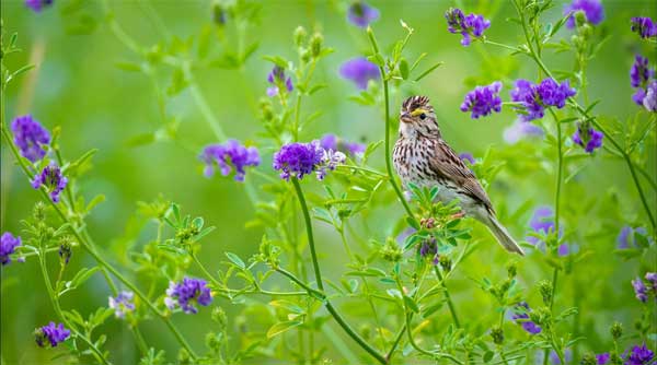 Ngoài lạnh trong nóng: 4 con giáp thiện lương, ngay thẳng, ngày càng nhiều bạn bè, thêm tài lộc-2