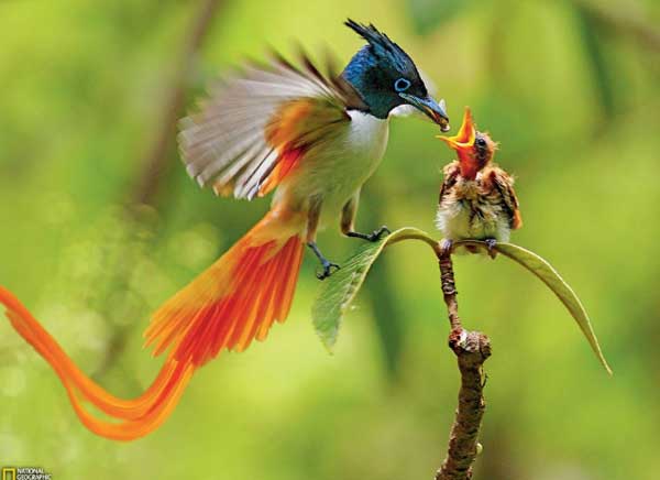 Ngoài lạnh trong nóng: 4 con giáp thiện lương, ngay thẳng, ngày càng nhiều bạn bè, thêm tài lộc-4