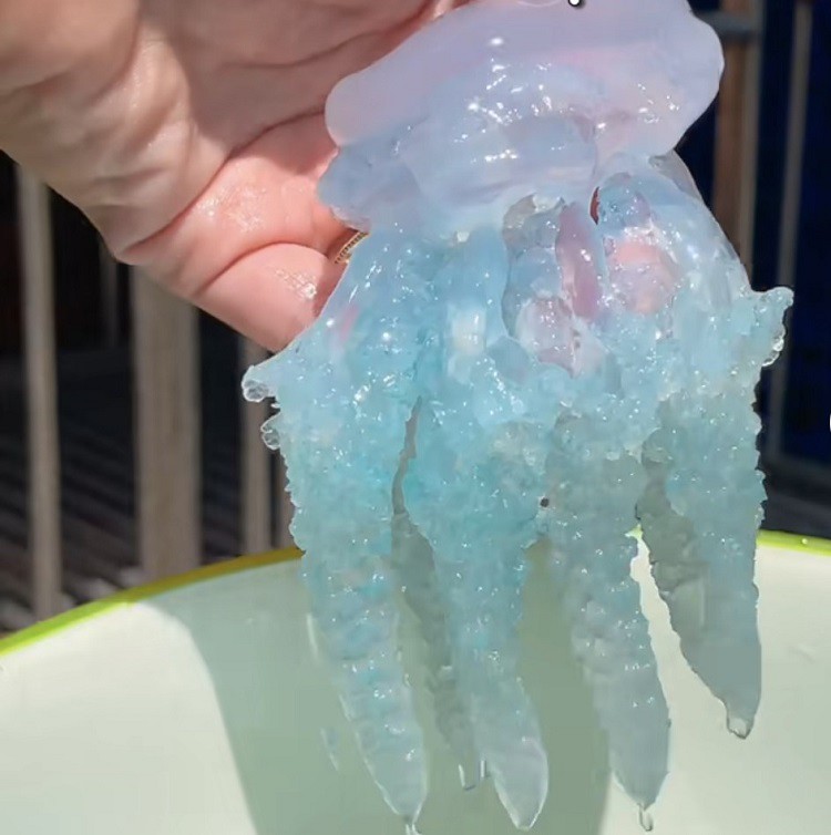 Loại hải sản tưởng quen mà lạ” có màu xanh ngọc là con gì mà chị em thi nhau đặt mua?-1