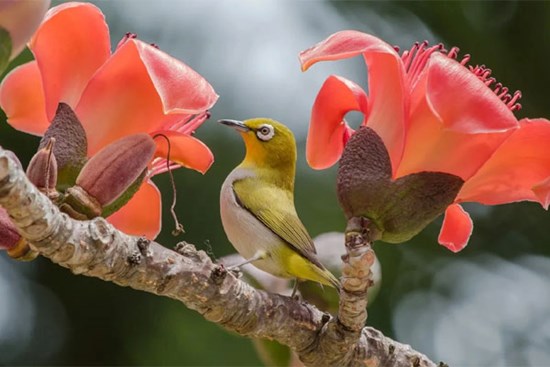 Sau Tết Hàn thực, 3 con giáp giải tỏa khó khăn, may mắn đến cùng giàu có, mở ra ngày tháng rực rỡ