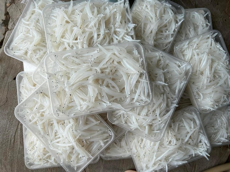 Loại cá không xương, chưa ai nuôi được, đã vào mùa, giá bán 250.000 đồng/kg-2