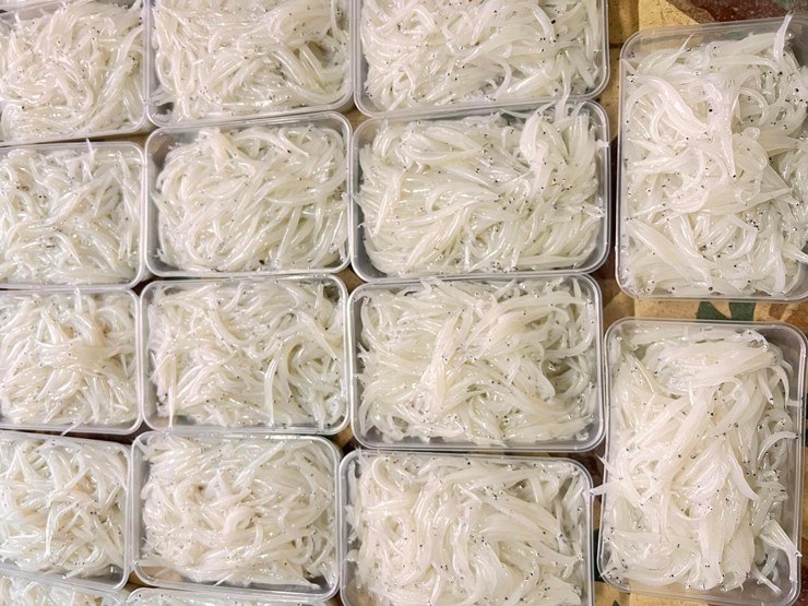 Loại cá không xương, chưa ai nuôi được, đã vào mùa, giá bán 250.000 đồng/kg-3