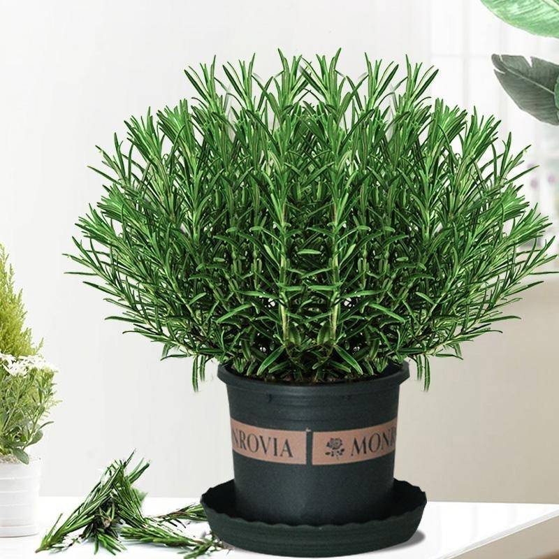 5 cây cảnh đuổi muỗi cực mạnh, thơm nhà, giải nhiệt, không sợ sốt xuất huyết, trồng 10 chậu cũng đáng-2