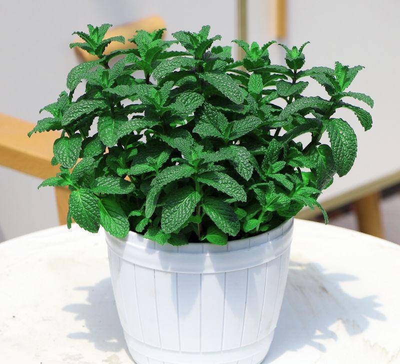 5 cây cảnh đuổi muỗi cực mạnh, thơm nhà, giải nhiệt, không sợ sốt xuất huyết, trồng 10 chậu cũng đáng-10