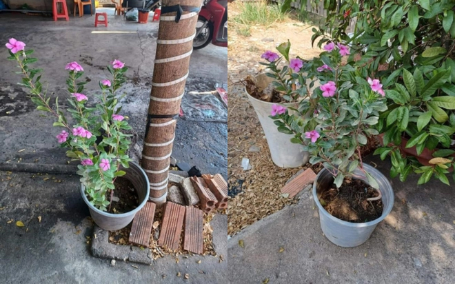 Thường xuyên cho cụ ông nhặt ve chai hơn 90 tuổi tiền ăn sáng, anh chủ salon bất ngờ khi xem lại camera lúc 3h sáng-1