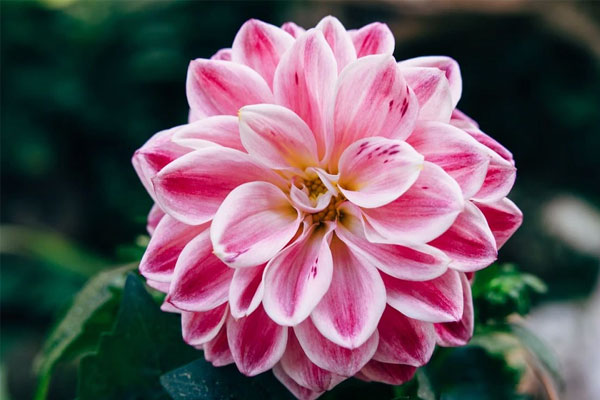 Sau ngày 11/4, 3 con giáp vượt mọi chông gai, nỗ lực không ngừng, thành công đến sớm-1