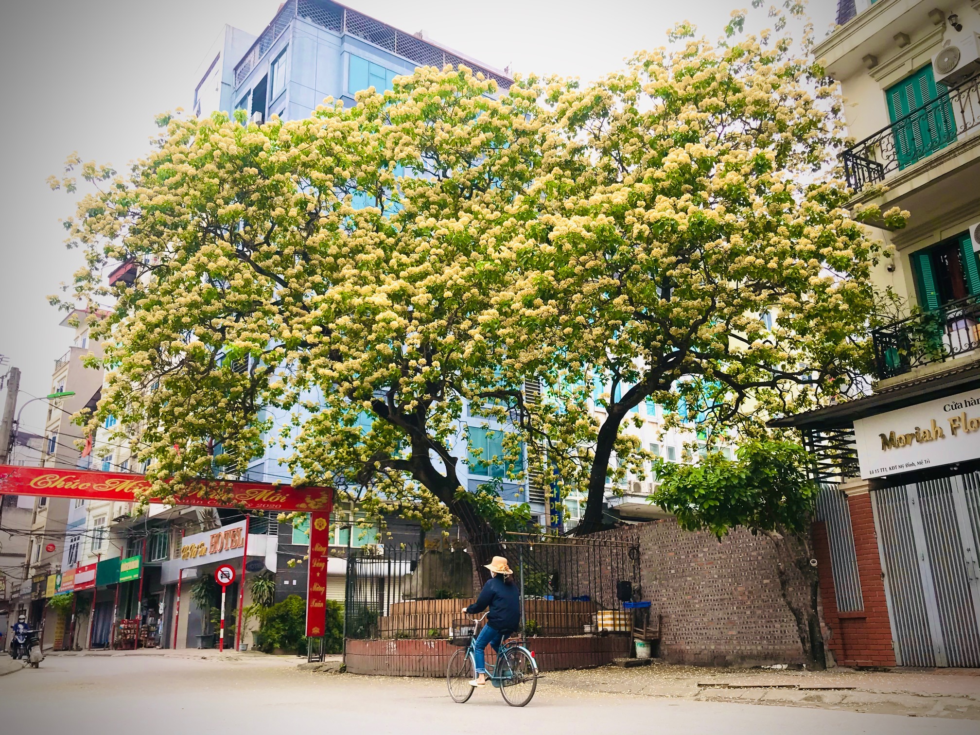 Cây cảnh nhuộm vàng góc phố, hoa như ngàn bướm bay, trồng trước nhà thịnh vượng trăm năm-1