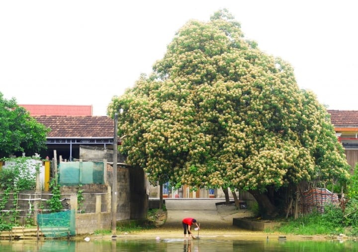 Cây cảnh nhuộm vàng góc phố, hoa như ngàn bướm bay, trồng trước nhà thịnh vượng trăm năm-2