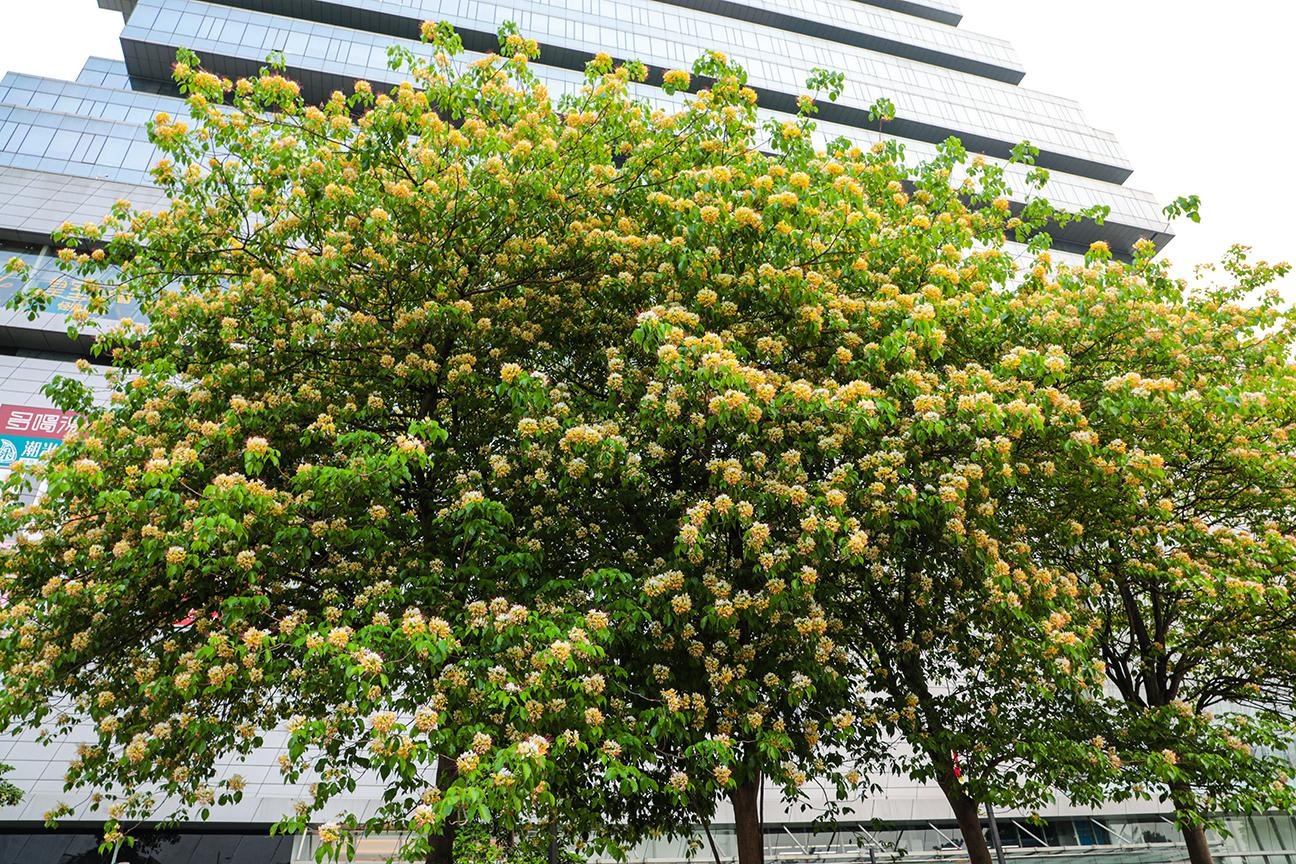 Cây cảnh nhuộm vàng góc phố, hoa như ngàn bướm bay, trồng trước nhà thịnh vượng trăm năm-9