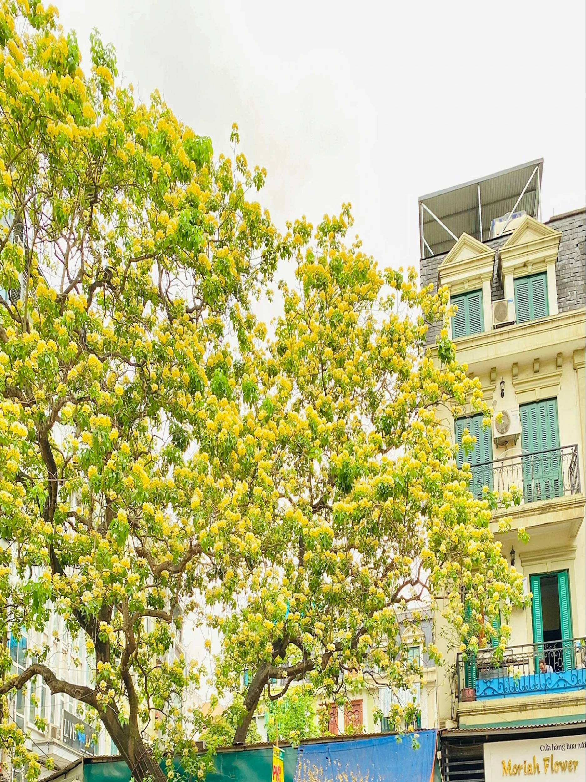 Cây cảnh nhuộm vàng góc phố, hoa như ngàn bướm bay, trồng trước nhà thịnh vượng trăm năm-10