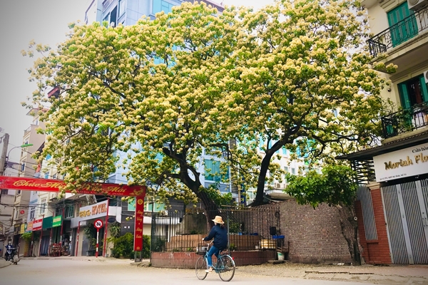 Trồng ngay cây cảnh này để khu vườn 4 mùa rực rỡ, hương thơm đầy trời, phú quý tự nhiên đến-21