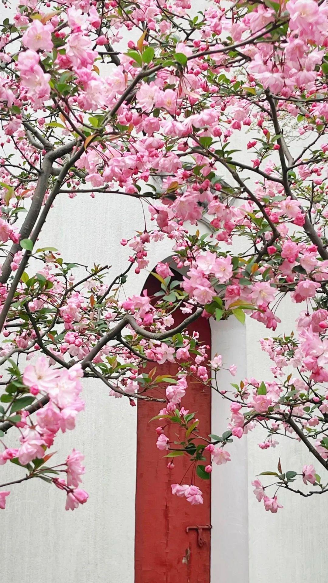 Trồng ngay cây cảnh này để khu vườn 4 mùa rực rỡ, hương thơm đầy trời, phú quý tự nhiên đến-3