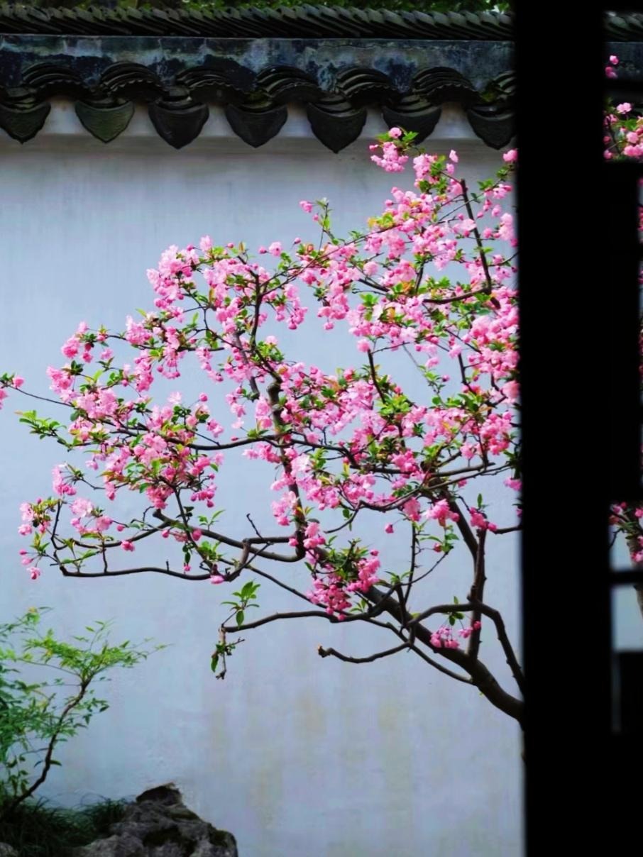 Trồng ngay cây cảnh này để khu vườn 4 mùa rực rỡ, hương thơm đầy trời, phú quý tự nhiên đến-5