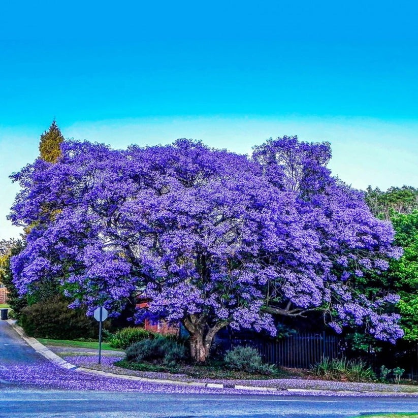 Trồng ngay cây cảnh này để khu vườn 4 mùa rực rỡ, hương thơm đầy trời, phú quý tự nhiên đến-7