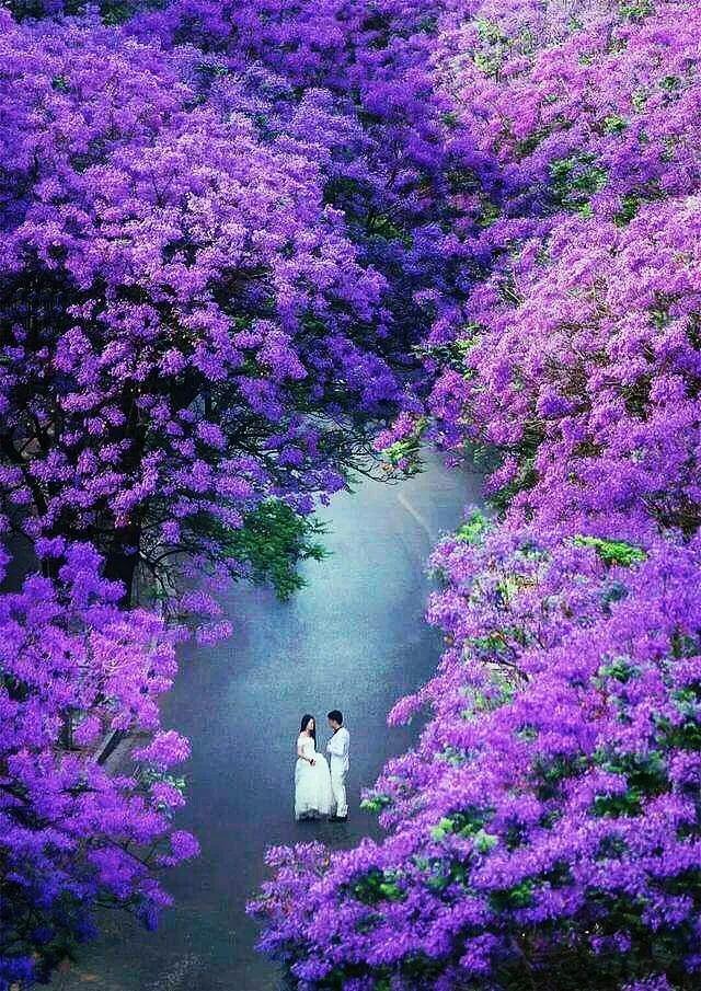 Trồng ngay cây cảnh này để khu vườn 4 mùa rực rỡ, hương thơm đầy trời, phú quý tự nhiên đến-9