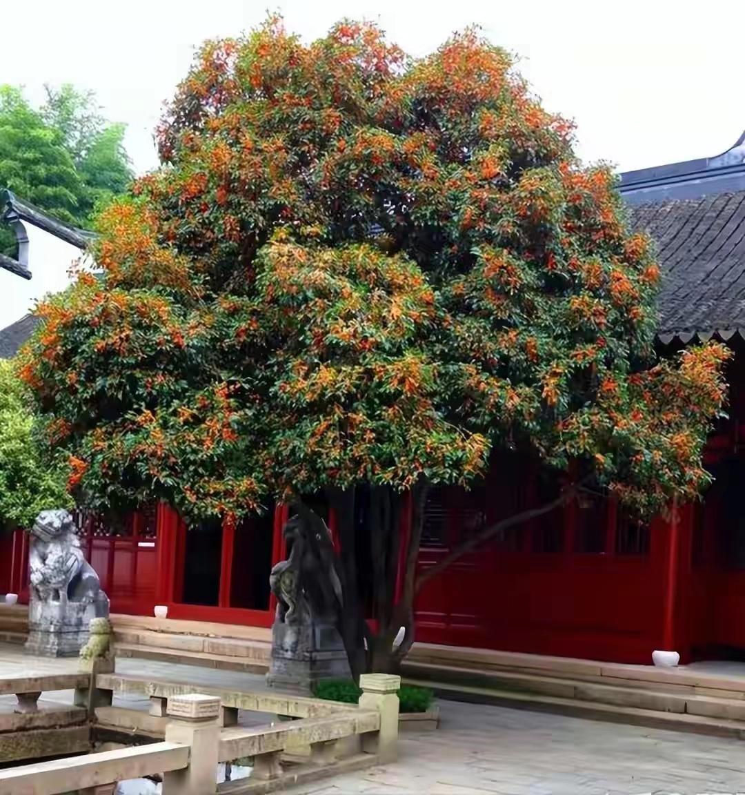 Trồng ngay cây cảnh này để khu vườn 4 mùa rực rỡ, hương thơm đầy trời, phú quý tự nhiên đến-11