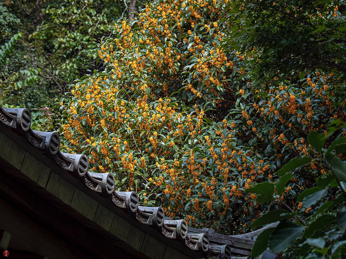 Trồng ngay cây cảnh này để khu vườn 4 mùa rực rỡ, hương thơm đầy trời, phú quý tự nhiên đến-13