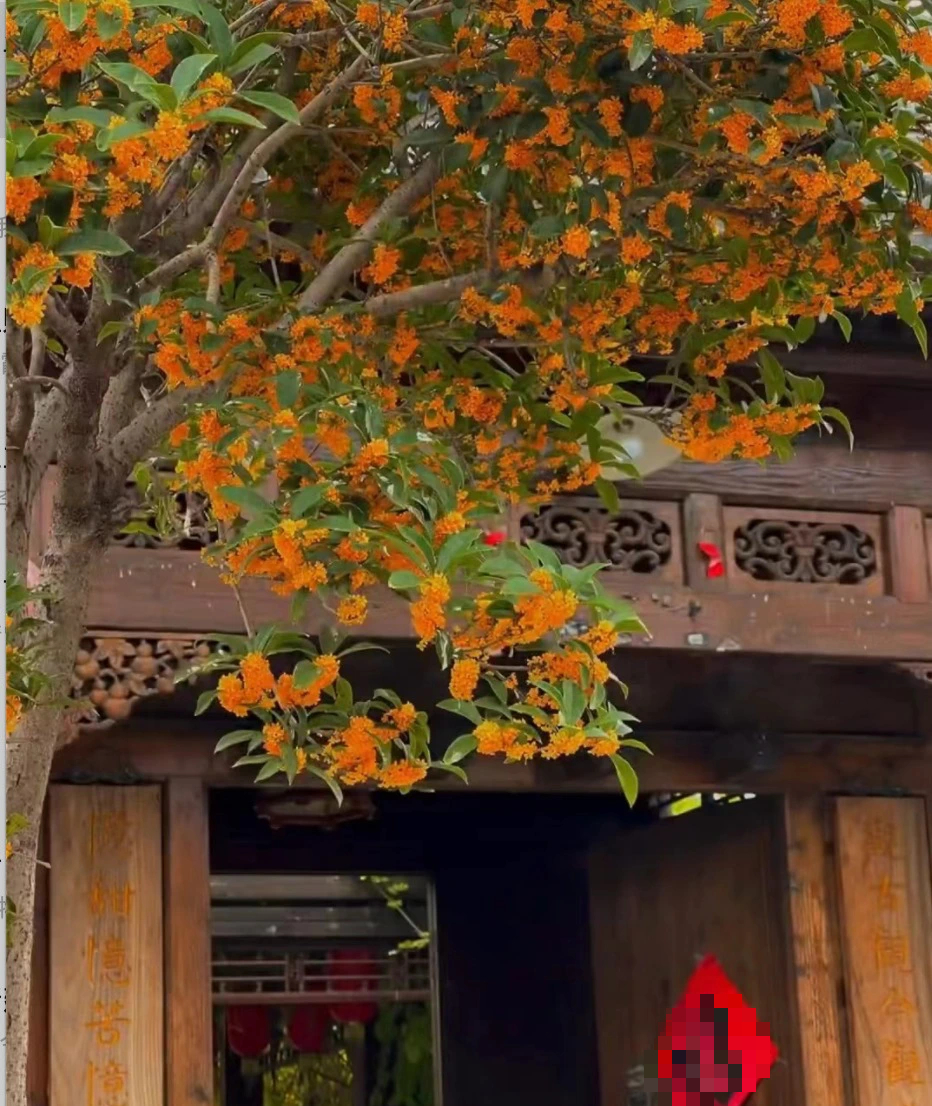 Trồng ngay cây cảnh này để khu vườn 4 mùa rực rỡ, hương thơm đầy trời, phú quý tự nhiên đến-15