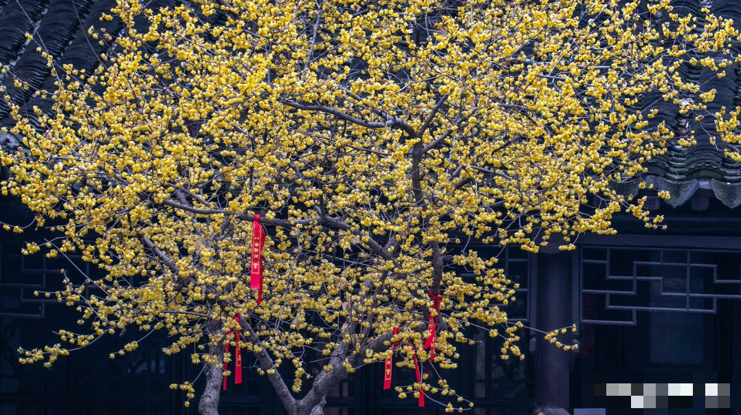 Trồng ngay cây cảnh này để khu vườn 4 mùa rực rỡ, hương thơm đầy trời, phú quý tự nhiên đến-16