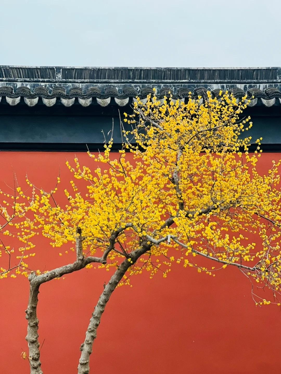 Trồng ngay cây cảnh này để khu vườn 4 mùa rực rỡ, hương thơm đầy trời, phú quý tự nhiên đến-17