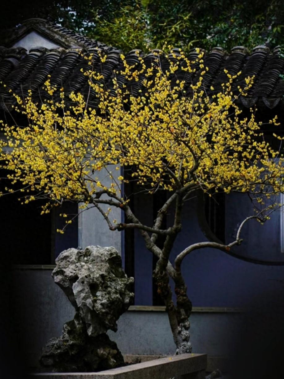 Trồng ngay cây cảnh này để khu vườn 4 mùa rực rỡ, hương thơm đầy trời, phú quý tự nhiên đến-18